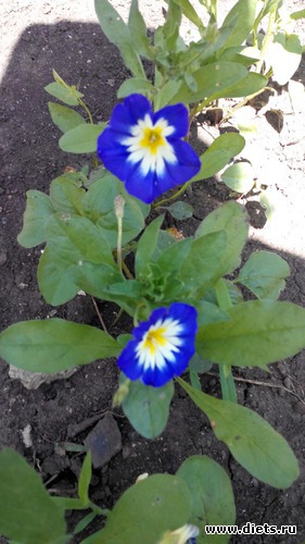 37 ����: ��� ��������!