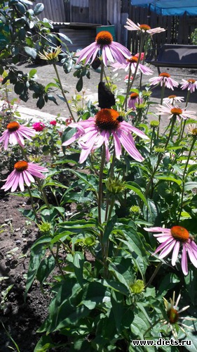 38 ����: ��� ��������!