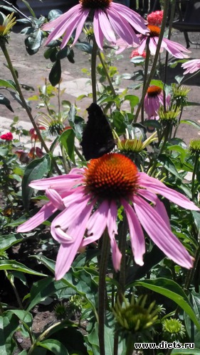 39 ����: ��� ��������!