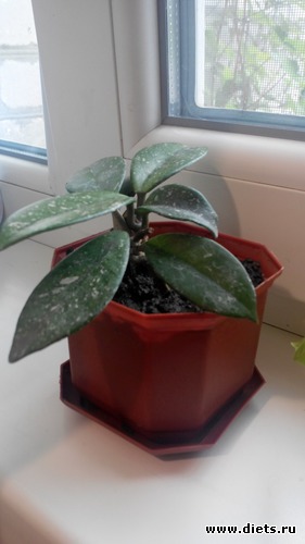 42 ����: ��� ��������!