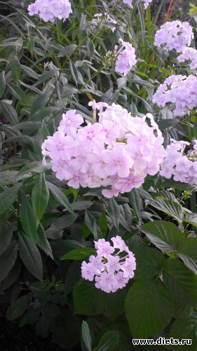 49 ����: ��� ��������!