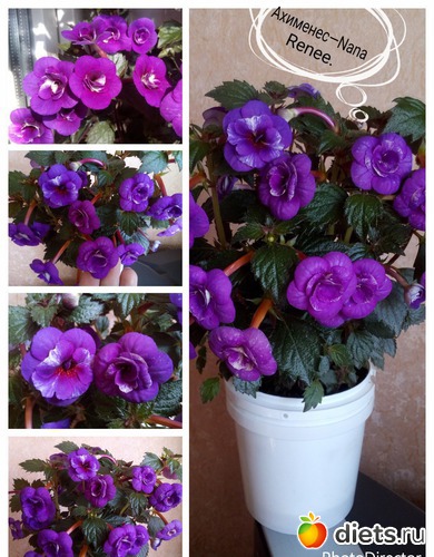 Ахименес Nana Renee (S.Saliba, 2011). Большие махровые сине-фиолетовые потрясающие цветки с белым мраморным фэнтези на внутренних лепестках. В центре венчика золотистое пятно, украшенное брызгами из частого темного крапа. Листья темно-зеленые резные, с из, альбом: Ахименесы-Мая мечта.