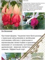 DE BROMMEL—ФУКСИЯ. Кустовая форма. Чашелистики бело-розовые с красным напылением и зелёными кончиками, юбочка с красными и малиновыми лепестками и оранжевыми мазками от основания, густомахровая, удлиненная - верхние лепестки короче нижних. Эффектный сорт