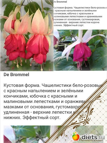 DE  BROMMEL.  .  -      ,           , ,  -    .  , : .