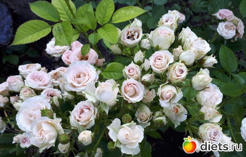 То, что я люблю