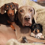 ��������� ��������� ��� ��� ������� �������� (�1) � � ������� ������.