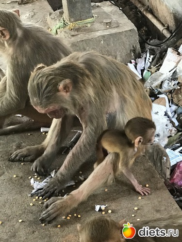 225 ����: ������ 2017. �����