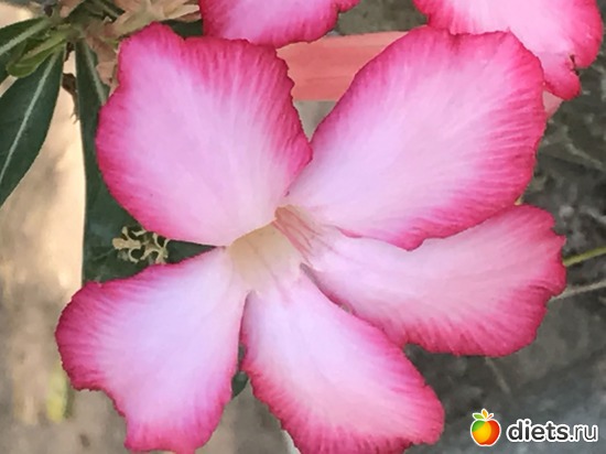 121 ����: ������ 2017. �����