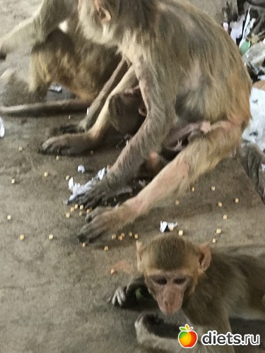 226 ����: ������ 2017. �����