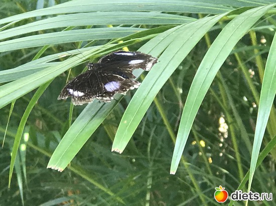 302 ����: ������ 2017. �����