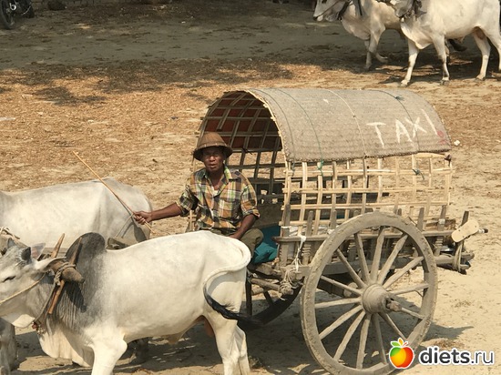 520 ����: ������ 2017. �����