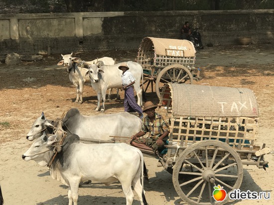 521 ����: ������ 2017. �����