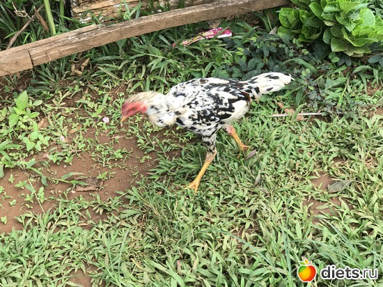 366 ����: ������ 2017. ����