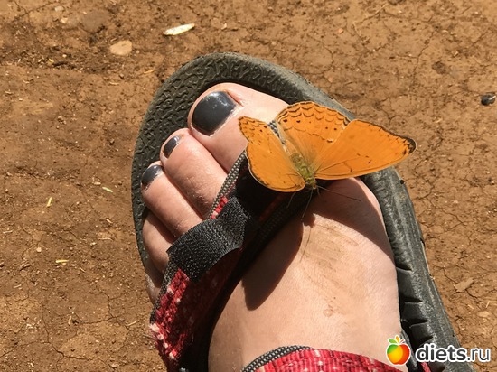 441 ����: ������ 2017. ����