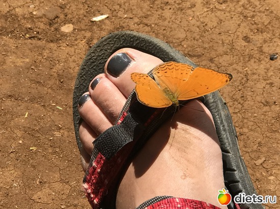 443 ����: ������ 2017. ����