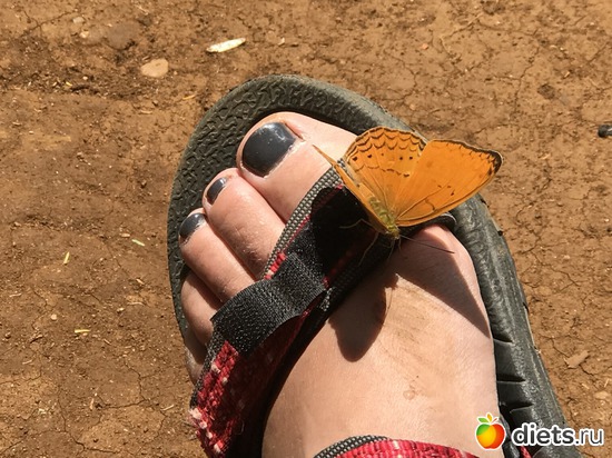 445 ����: ������ 2017. ����