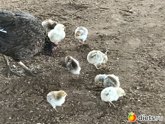 446 ����: ������ 2017. ����