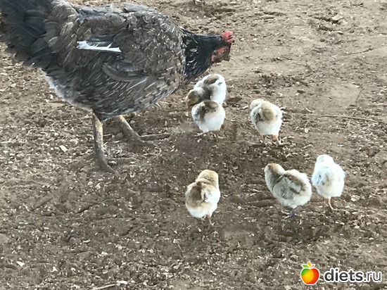 447 ����: ������ 2017. ����