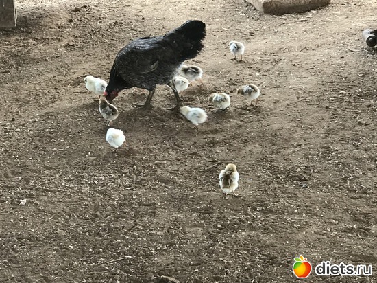 448 ����: ������ 2017. ����