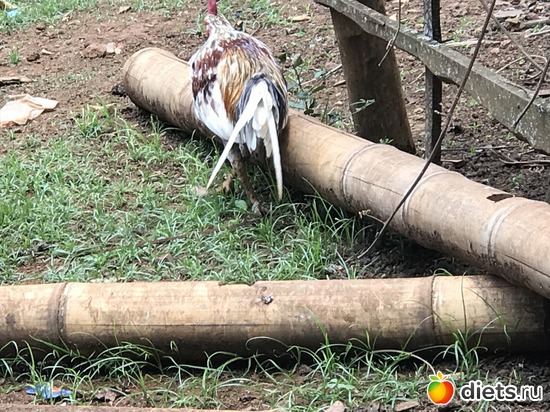 449 ����: ������ 2017. ����