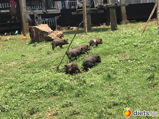 452 ����: ������ 2017. ����