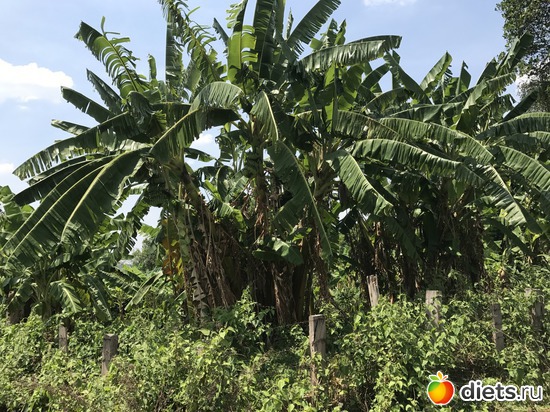 462 ����: ������ 2017. ����