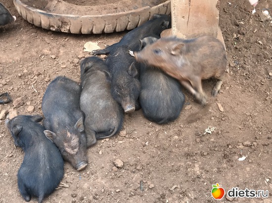 474 ����: ������ 2017. ����