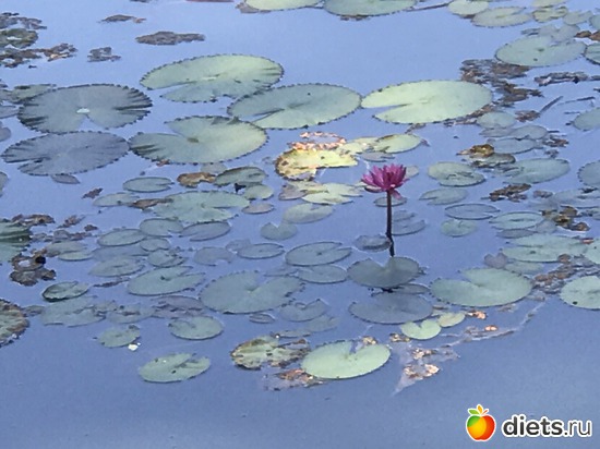 223 ����: ������ 2017. ��������