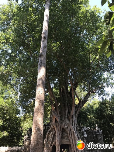 241 ����: ������ 2017. ��������