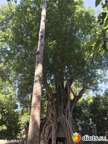 242 ����: ������ 2017. ��������