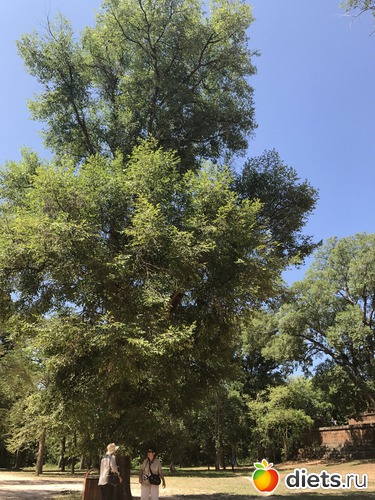 243 ����: ������ 2017. ��������