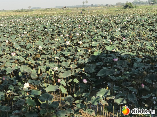 722 ����: ������ 2017. ��������