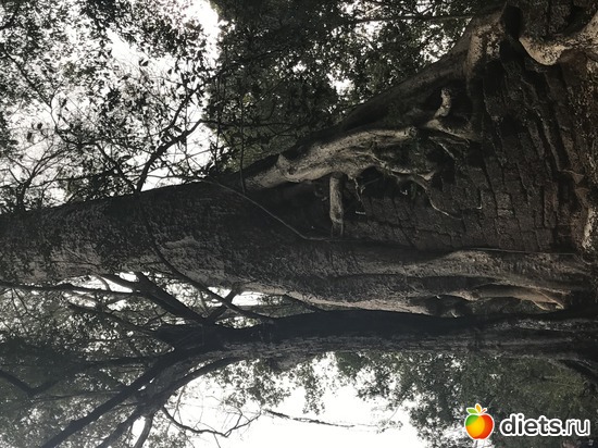 555 ����: ������ 2017. ��������