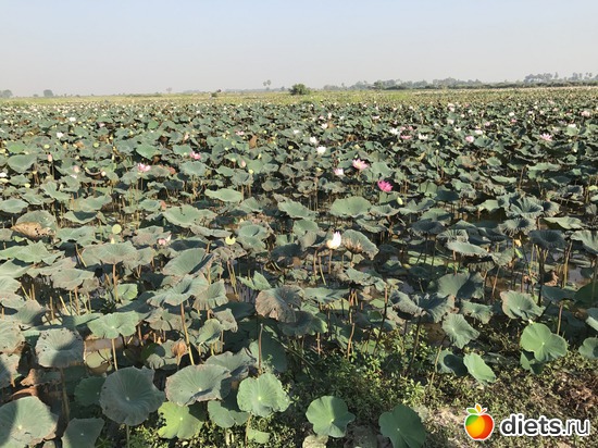 723 ����: ������ 2017. ��������