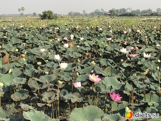 724 ����: ������ 2017. ��������