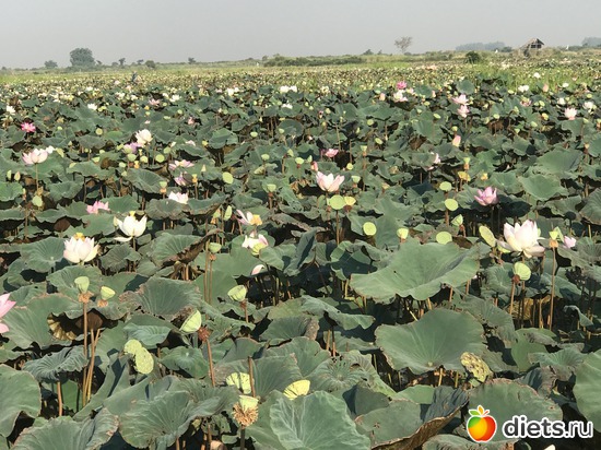 725 ����: ������ 2017. ��������