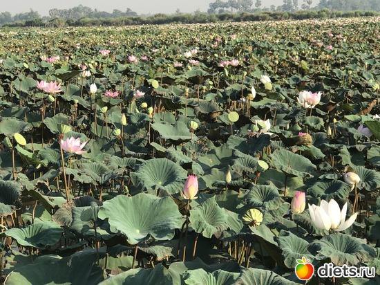 726 ����: ������ 2017. ��������