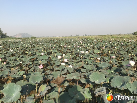 728 ����: ������ 2017. ��������