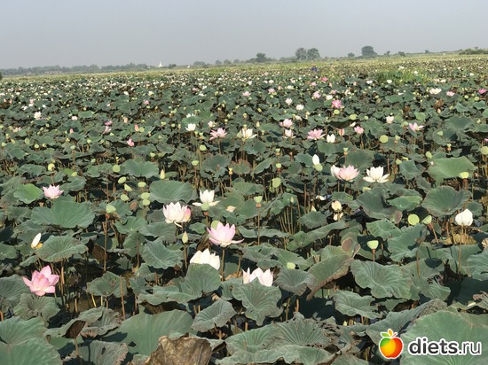 729 ����: ������ 2017. ��������