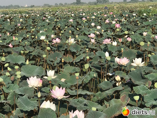 730 ����: ������ 2017. ��������