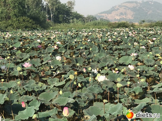 731 ����: ������ 2017. ��������