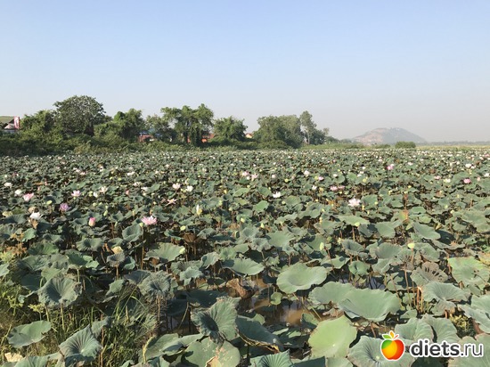 732 ����: ������ 2017. ��������