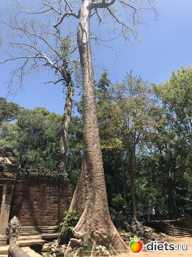 267 ����: ������ 2017. ��������