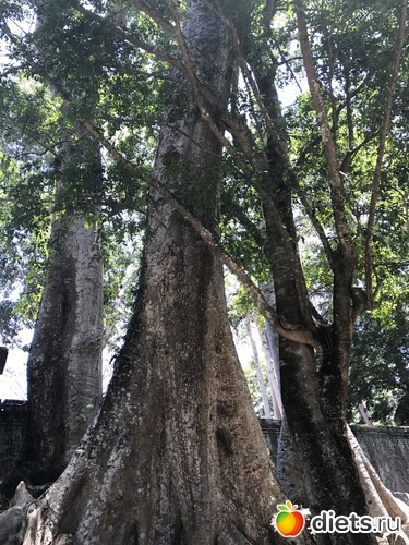 272 ����: ������ 2017. ��������