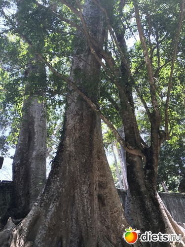 273 ����: ������ 2017. ��������