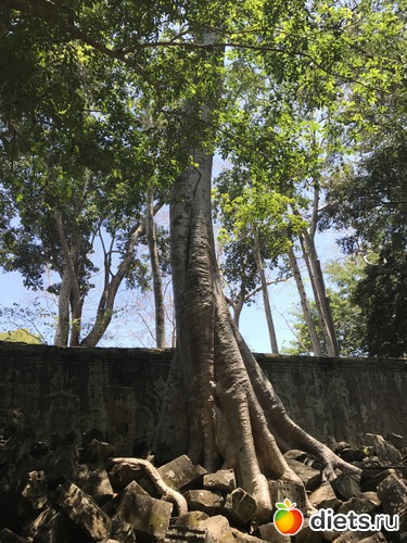 274 ����: ������ 2017. ��������