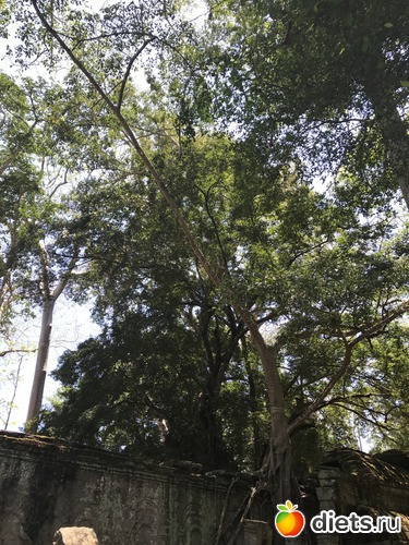 277 ����: ������ 2017. ��������