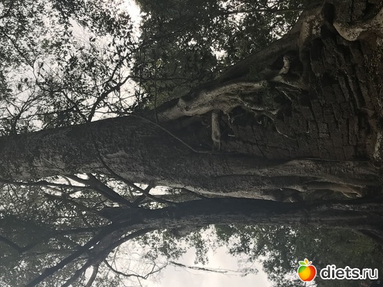 556 ����: ������ 2017. ��������