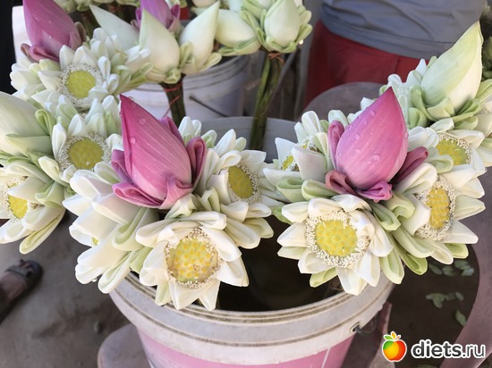 560 ����: ������ 2017. ��������