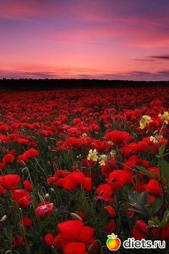 ���� ����� �� ������, ������., ������: ������������.